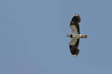 seagull in flight