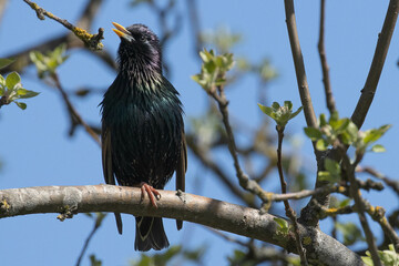 starling on a branch