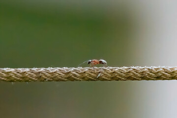 ant running on a rope