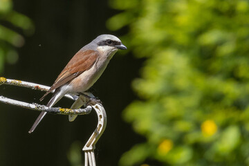 bird on a fence