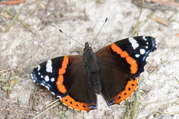 Fototapeta na wymiar admiral butterfly