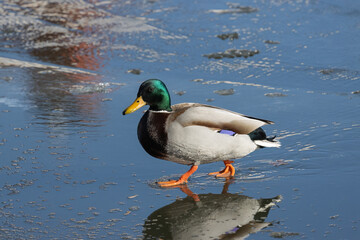 duck on the water