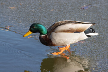 Obraz premium duck on the lake