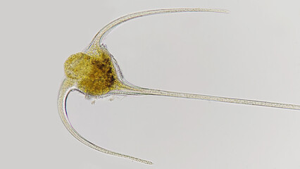 Ceratium sp, a marine phytoplankton from dinoflagellata group. Lugol preserved sample. 400x...