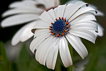 Gerbera blanche