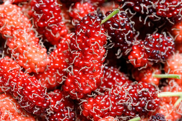 Close up Fresh Organic Mulberries healthy fruit source of vitamin. Red mulberry background