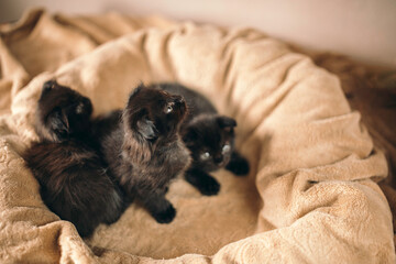 Little black kittens in a basket.