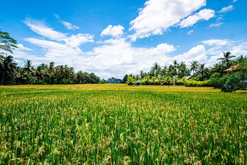 panoramic view of rice terrace field in bali, indonesia