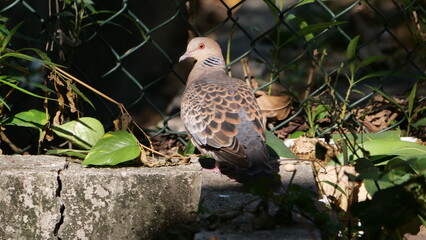 a bird