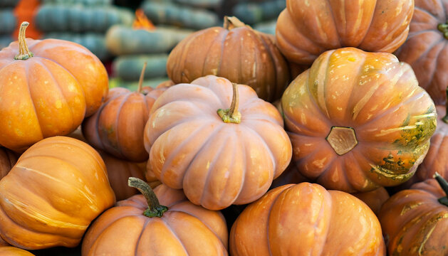 Group of Pumpkin in local market. close up. selective focus image. 
