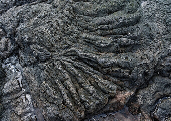Wet Textured Lava Rocks in Hawaii