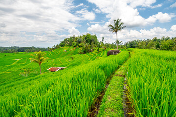 Fototapeta na wymiar panoramic view of rice terrace field in bali, indonesia