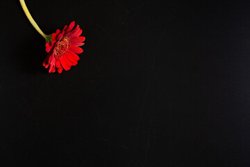 Red blossom flower on black background, copy space wallpaper creative flat lay