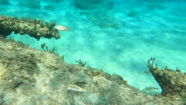 A small flock of fish swims over a coral reef , underwater video