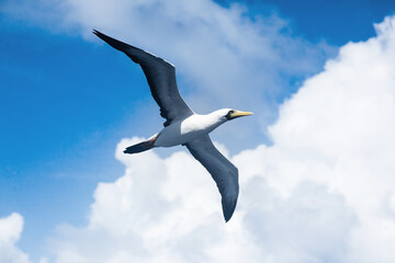 Nazca Booby Sula granti flies beautifully close in the blue sky.