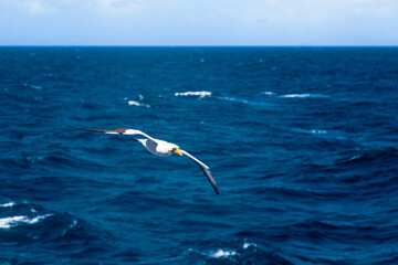 Nazca Booby, Sula granti flies beautifully against the backdrop of the ocean.