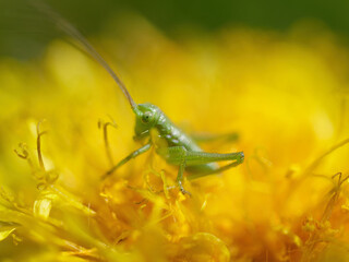 Macro photo of a Great Green Bush Cricket (Tettigonia viridissima) feeding on a yellow dandelion