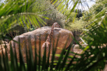 Giraffe in its Natural Environment, Animal Theme