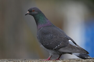 rock dove closed up