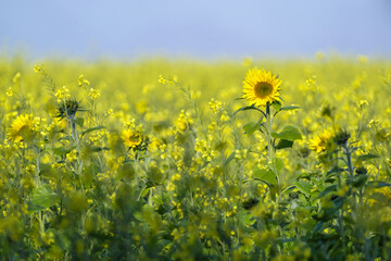 Tournesol dans un champ de colza au petit matin en automne