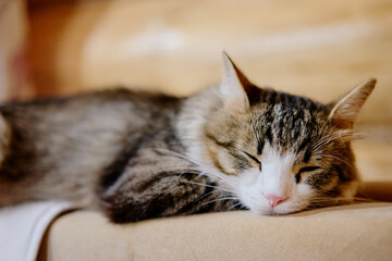 Adorable cat lying on the bed at home.