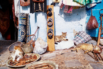 Cats sleeping on moroccan street.