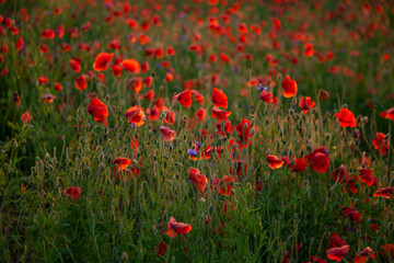 Field of poppies selective focus. Nature summer wild flowers. Vivid red flower poppies plant. Buds of wildflowers. Poppy blossom background. Floral botanical freedom mood. Leaf and bush poppy flower.