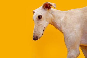 Fototapeta na wymiar Portrait and profile white greyhound dog looking away. Isolated on yellow background