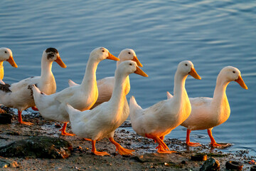 Beautiful white ducklings swim in the sunshine of dawn