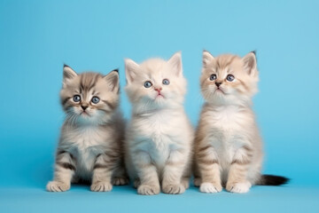 Triple Cute White Kitten isolated on Blue Background. Generative AI