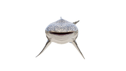 face view whale shark. a whale shark isolated. realistic whale shark