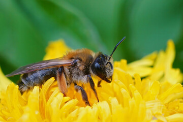 Natural colorful close-up on a female Grey-gastered mining bee, Andrena tibialis in a yellow dandelion flower