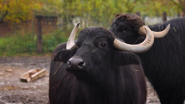 Domestic water buffalo bull (Bubalus bubalis) close-up in nature habitat