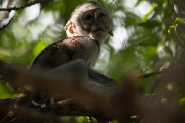 Little baby monkey in the tree looking for fruit. Cute little animal sitting in the tree, monkeys,...