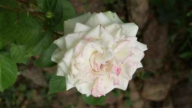Single blossom of a white rose with pink artifacts in the garden