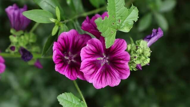 Pink and violet malva or mallow in the garden at spring and summer. Vertical video.