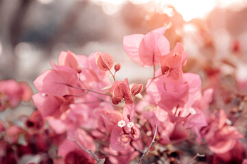Fototapeta na wymiar Blooming light pink bougainvillea. Floral background.