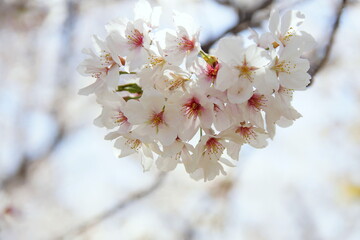 満開の桜　ソメイヨシノ