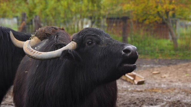 Domestic water buffalo bull (Bubalus bubalis) close-up in nature habitat