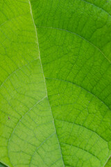 Beautiful Details of Green Brazilian Leaf