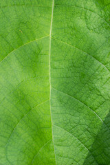 Fototapeta na wymiar Beautiful Details of Green Brazilian Leaf