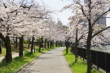毛馬桜之宮公園の桜