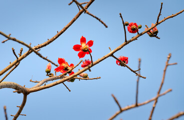 Tree Branches with Prolific Red Flowers of Bombax ceiba, Cotton Tree on Blue Sky Background