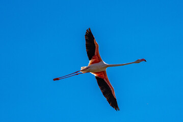 Obraz premium Flamant rose en vol