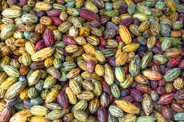 Dak Nong province, Viet Nam - Newly harvested cocoa from farmers. Fruit of cocoa plants used in...