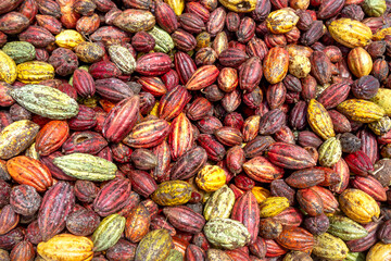 Dak Nong province, Viet Nam - Newly harvested cocoa from farmers. Fruit of cocoa plants used in food industry for producing chocolate, natural cacao butter, powder and drinks
