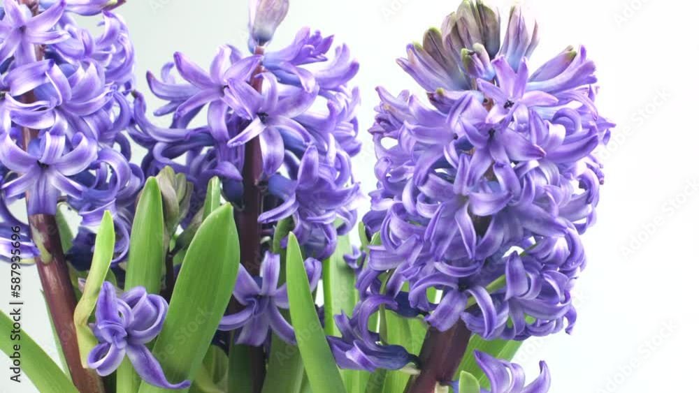 Poster Hyacinth blue flowers bunch opening, blooming time lapse isolated on white background, macro shot. Beautiful scented spring blooming violet jacinth flower. Easter. Timelapse