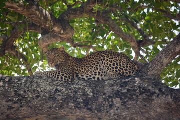 Furaha, the Peaceful Leopard: A Majestic Predator Resting on a Tree in the Serengeti, Tanzania