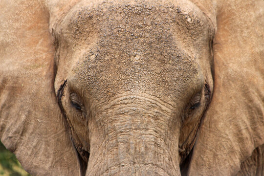 The Gentle Giant: A Close-Up Portrait of an Elephant, Revealing the Majesty and Complexity of This Magnificent Creature