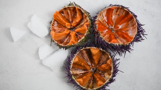 Sea Urchin with caviar close-up, on gray background. Fresh open sea urchins with ice, ready to eat. Border design, delicatessen food. Traditional Mediterranean food. Roe. Sea food. Top view 